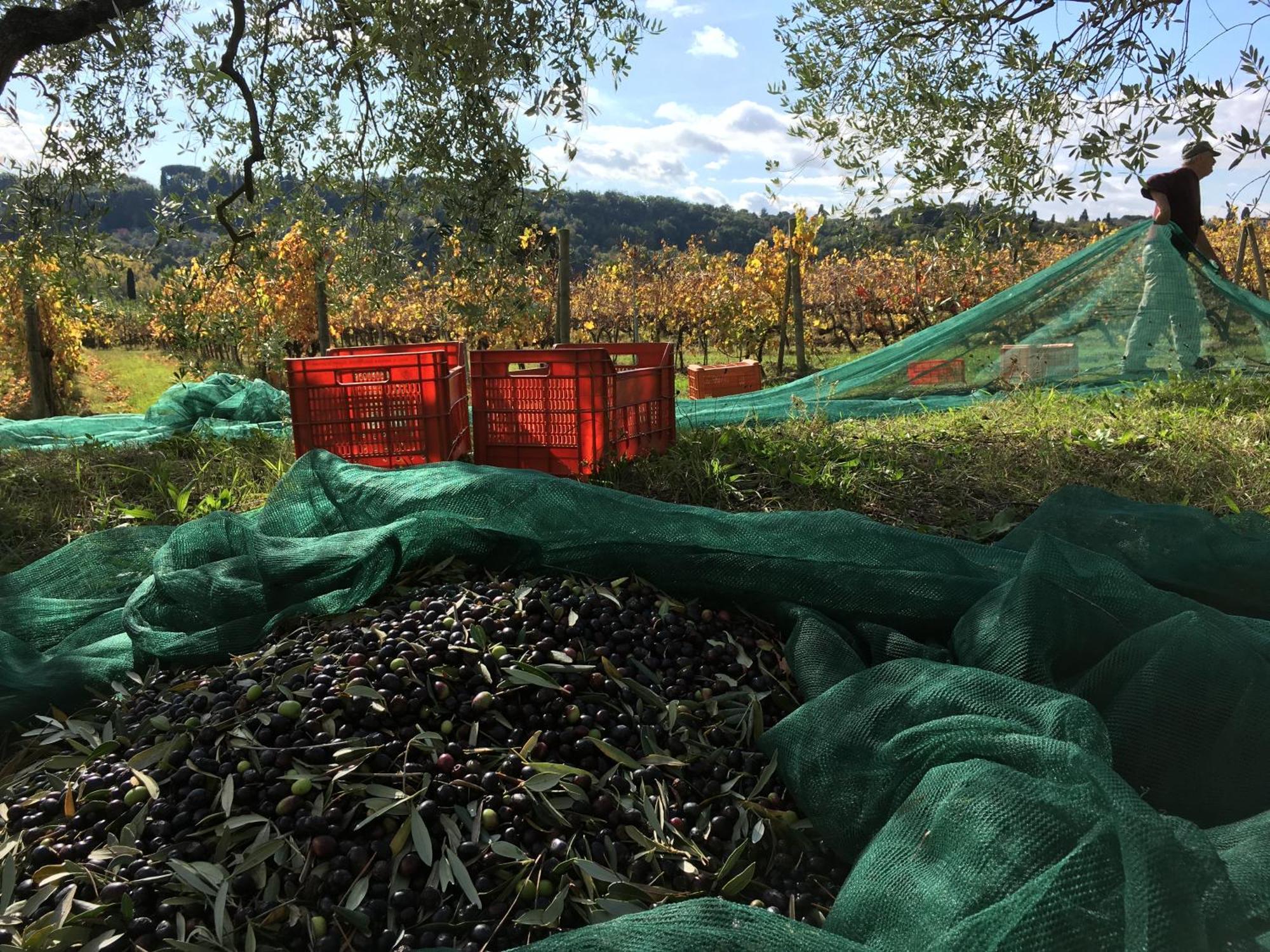 Tenuta Guardastelle - Agriturismo And Vineyard Сан-Джиминьяно Экстерьер фото