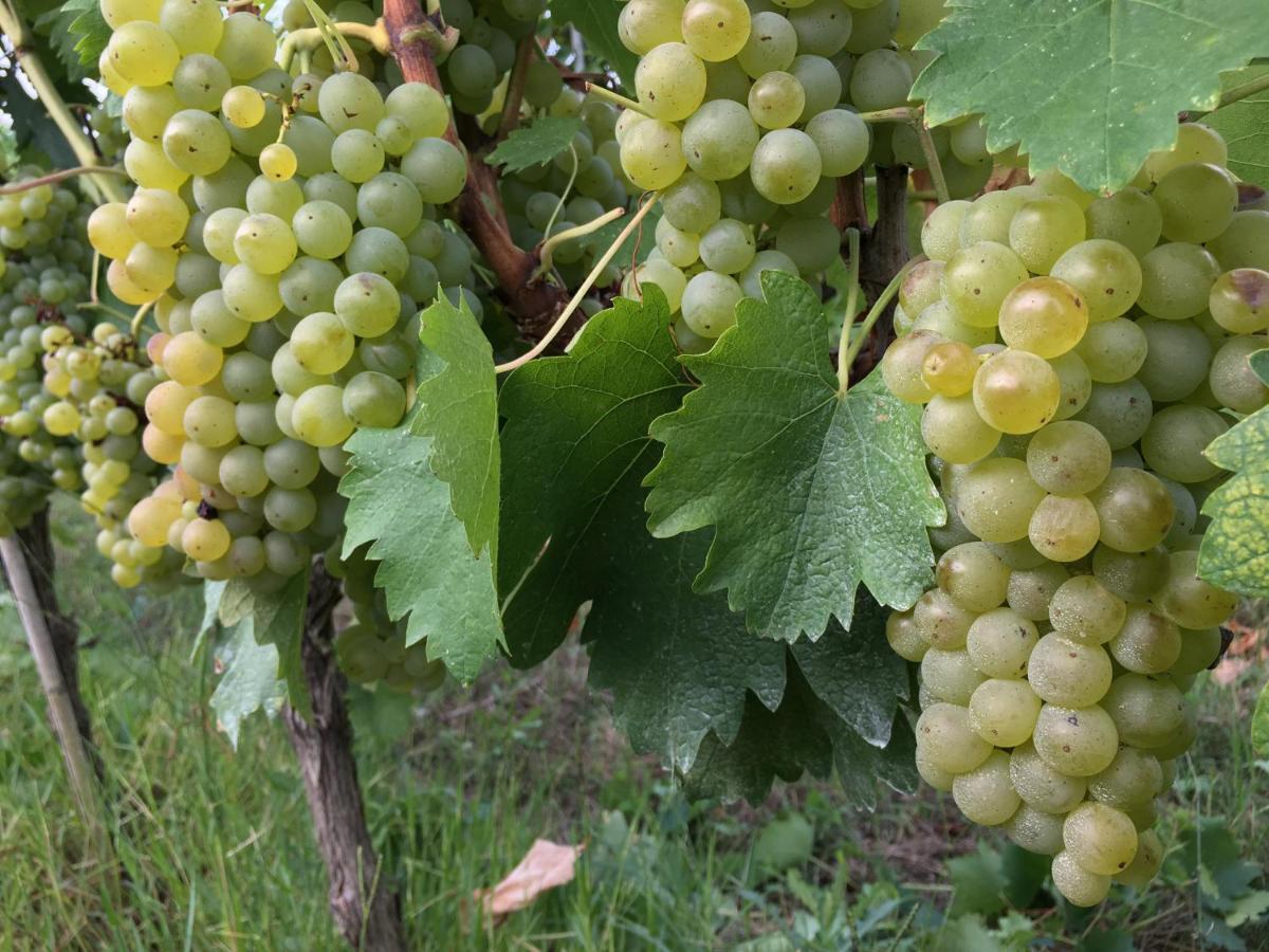 Tenuta Guardastelle - Agriturismo And Vineyard Сан-Джиминьяно Экстерьер фото